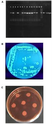Plant Dynamic Metabolic Response to Bacteriophage Treatment After Xanthomonas campestris pv. campestris Infection
